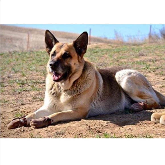 NWT Dog Mocs - Picture 6 of 9